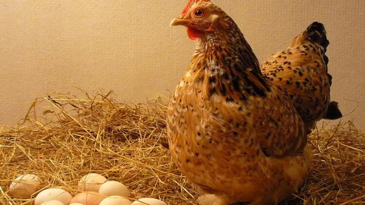 Gezen Tavuk Yumurtası Faydaları Nelerdir?