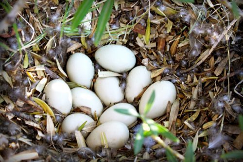 Ördek Yumurtası Faydaları Nelerdir?