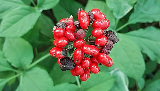 Ginseng Faydaları Nelerdir?