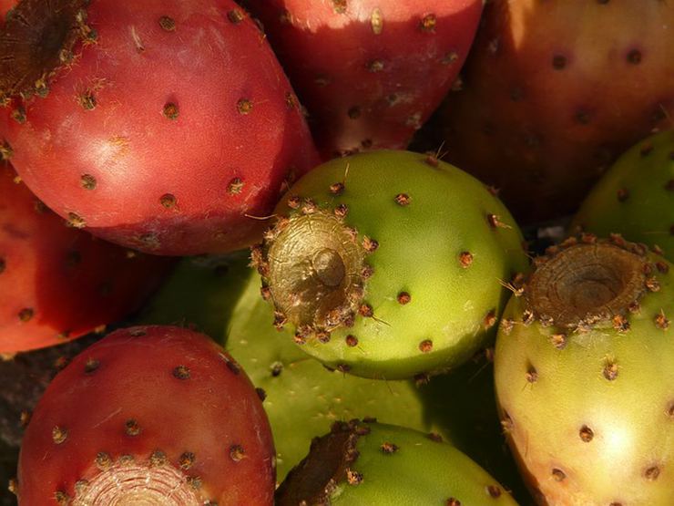 Kaktüs Meyvesinin 8 İnanılmaz Faydası Nelerdir?