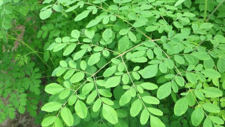 Moringa Bitkisinin 10 Mucizevi Faydası Nelerdir?