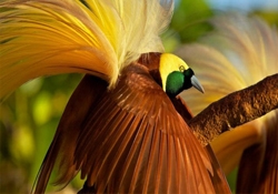 Cennet Kuşları